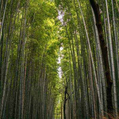 蒂姆·威廉姆斯：沿丝绸之路回望文明交流互鉴